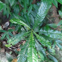 Hugonia mystax L.